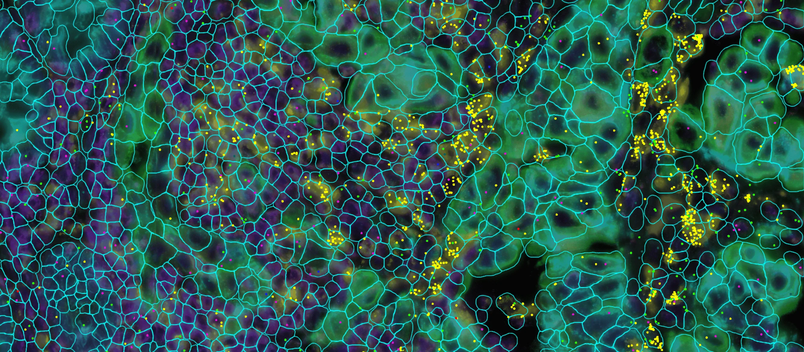 Single Cell Spatial Proteomics
