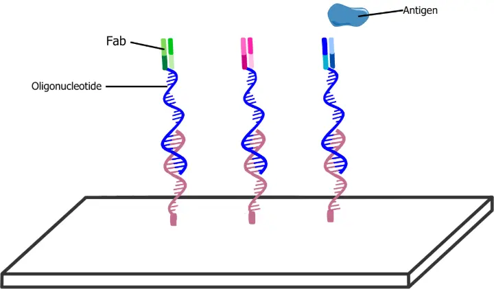 Microarray capture using site-specific antibody-oligonucleotide conjugates