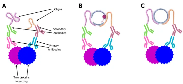 Proximity ligation assay workflow showing antibody binding, DNA ligation, and signal amplification