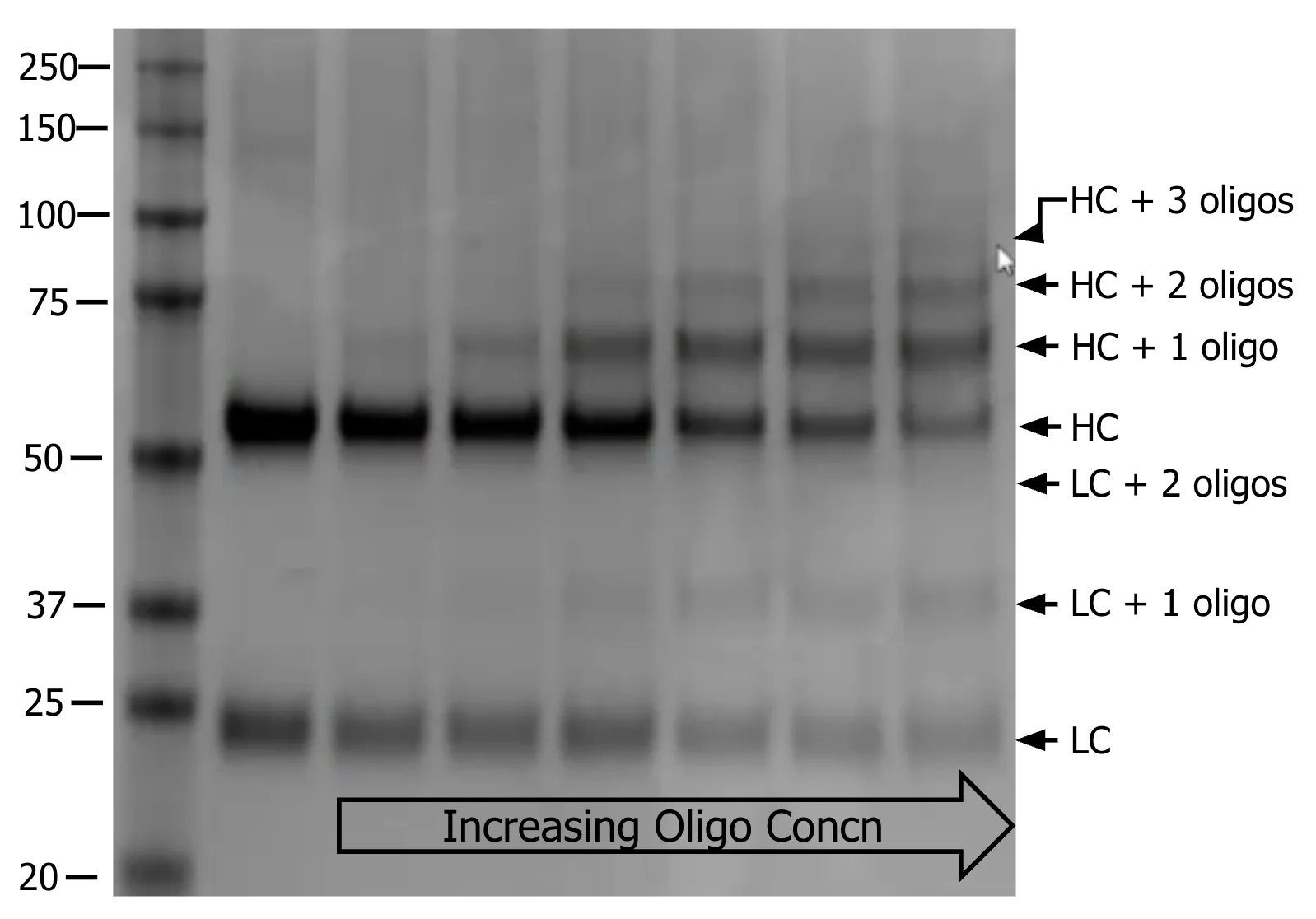 AbOliGo AOC demonstrating light chains (LC) and heavy chains (HC) labeled with 1, 2 or 3 oligos - reducing gel electrophoresis